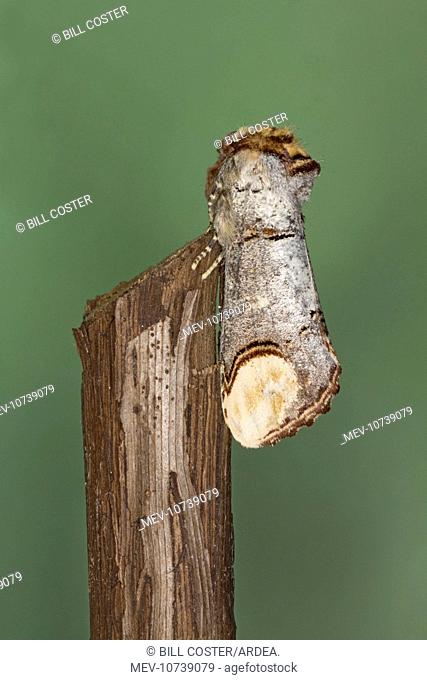 Buff-tip Moth (Phalera bucephala)