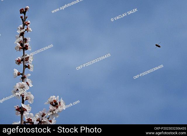 A bee pollinates an apricot blossom in an orchard in Breclav, Czech Republic, on March 23, 2023. (CTK Photo/Vaclav Salek)