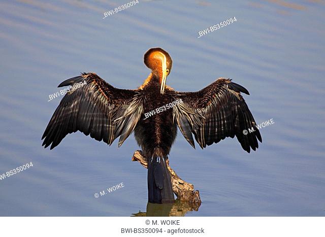 African darter (Anhinga rufa), sitting on a pole and dries the wings, plumage grooming, South Africa, Pilanesberg National Park
