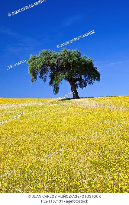 Holm oak (Quercus ilex) in a meadow, La Serena, Badajoz, Extremadura, Spain