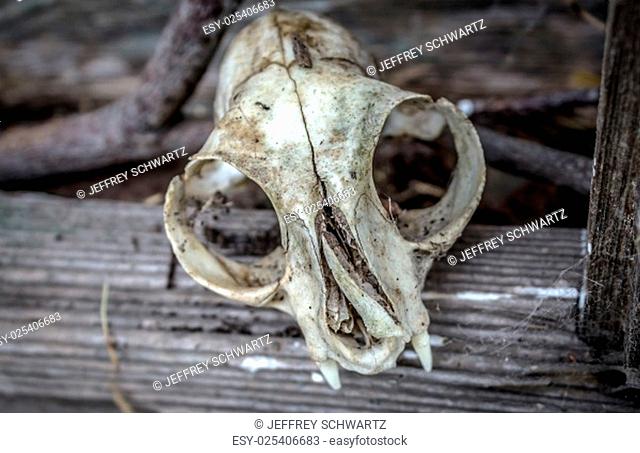 An animal skull in the window of an old barn