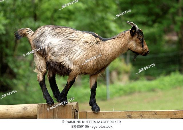 booted goat