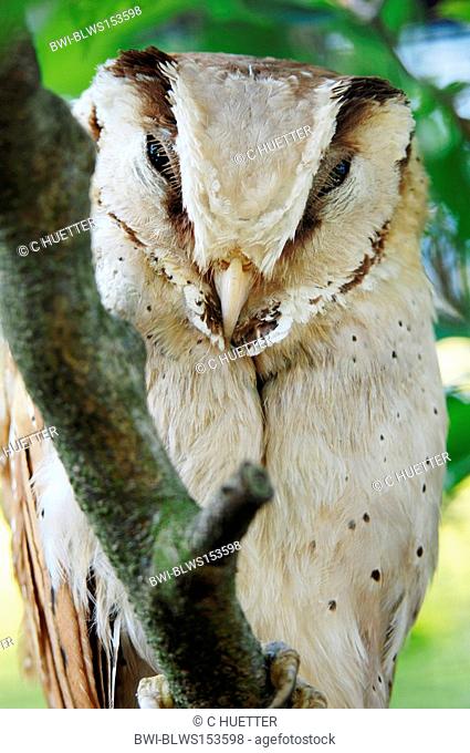 Bay Owl, Oriental Bay Owl Phodilus badius, portrait
