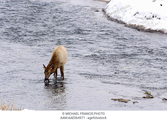 Elk (Cervus elaphus), cow eating aquatic vegetation from river in winter, Yellowstone National Park, Wyoming