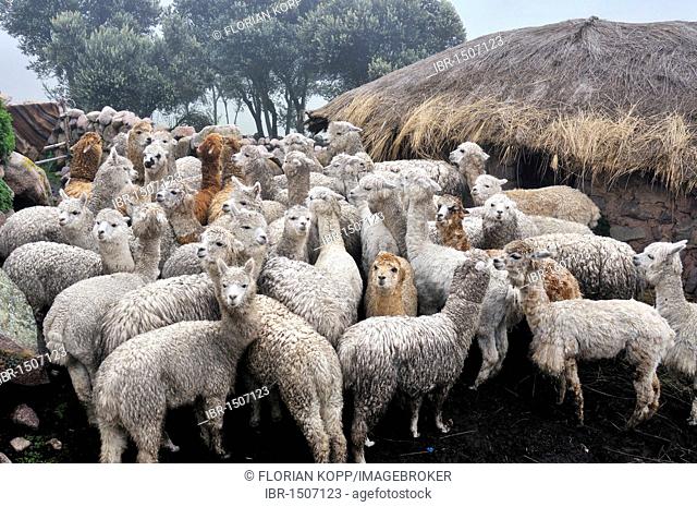 Llama herd in Pampa Blanca village, Munizip Charazani, Departamento La Paz, Bolivia, South America