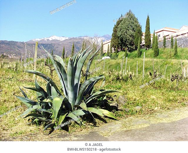 Agave, Century Plant Agave americana, cultivated single plant on a cottage with the Mount Etna in the background, Italy, Sicilia
