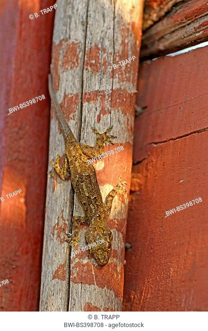 Tree gecko, Flathead Leaf-toed Gecko, Baobab Gecko (Hemidactylus cf. platycephalus), in a house on a post, Madagascar, Diana
