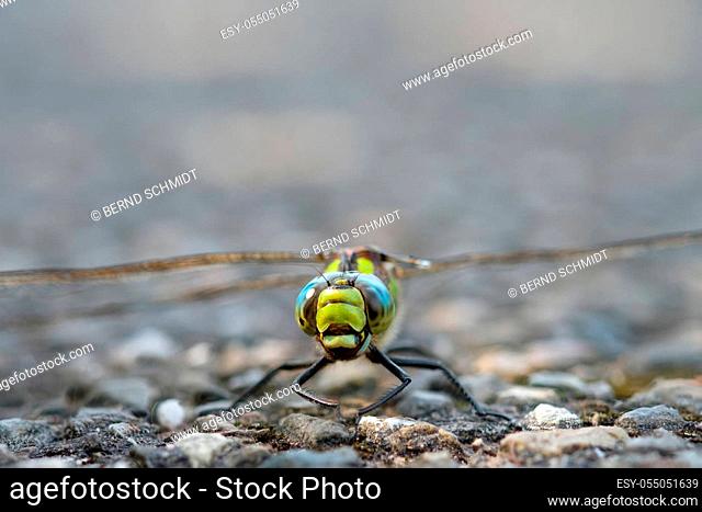 Blue hawker (Aeshna cyanea) dragonfly insect close-up