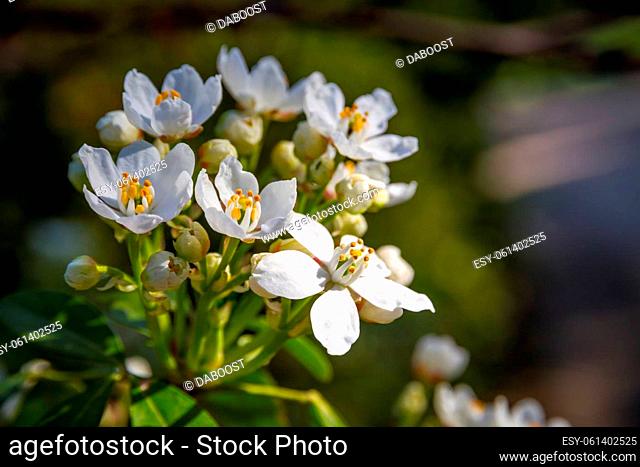 Mexican orange blossom, Choisya ternata, in spring. Whites flowers closeup view