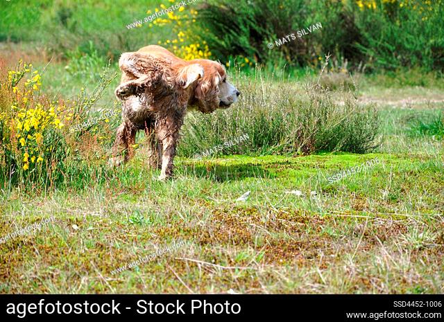 Cute Dog Making a Pee on the Flowers in the Nature in Ticino, Switzerland
