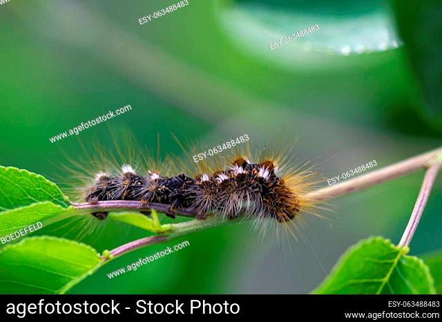 The caterpillar of a goldafter on a plant. A butterfly caterpillar with many hairs