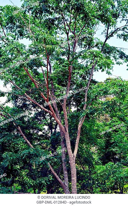 Tree, Copaíba, Distrito Federal, Brasília, Brazil