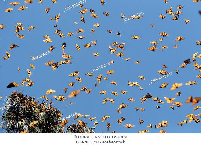 Central America, Mexico, State of Michoacan, Angangueo, Reserve of the Biosfera Monarca Sierra Chincua, monarch butterfly (Danaus plexippus)