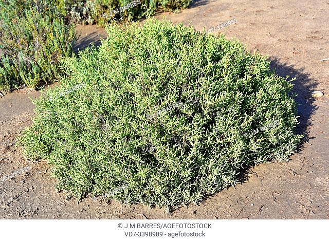 Glassworts, saltworts or samphires (Sarcocornia fruticosa, Salicornia fruticosa or Arthrocnemum fruticosum) is a succulent subshrub native to Mediterranean...