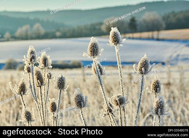 Frozen Indian teasel (Dipsacus sativus) on a field; Bavaria, Germany