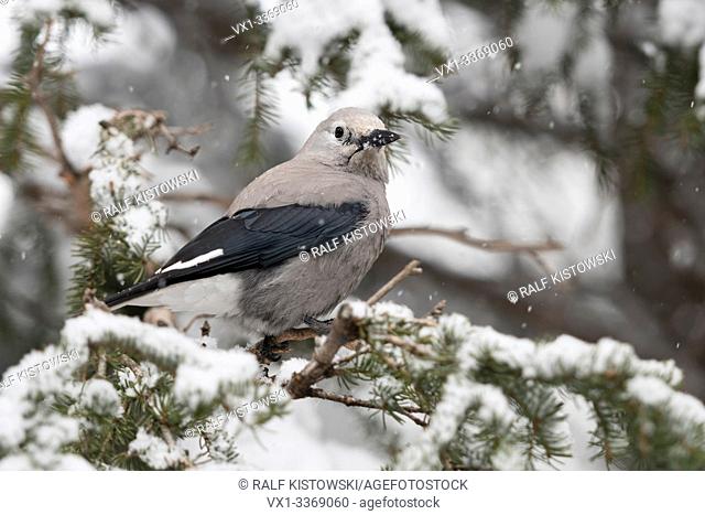 Clark's nutcracker / Kiefernhäher ( Nucifraga columbiana ) in winter, perched in a snow covered conifer tree, backside view, Yellowstone NP, Wyoming, USA