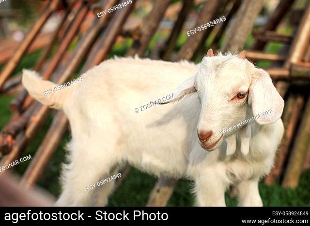 Baby goat kid with blurred hay stacks behind