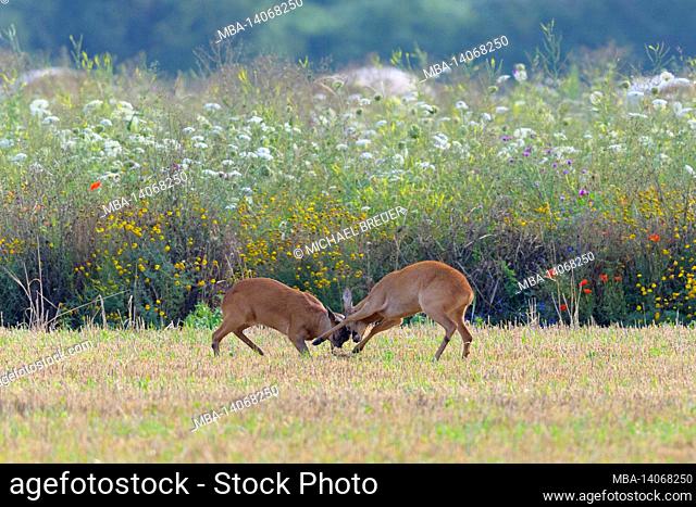 fighting roebucks (capreolus capreolus) at the edge of a flowering area, july, summer, hesse, germany