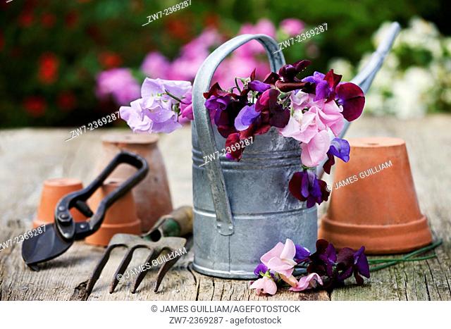 Sweet pea Lathyrus Oderatus cut flowers in metal watering can surrounded by terracotta plant pots and hand tools