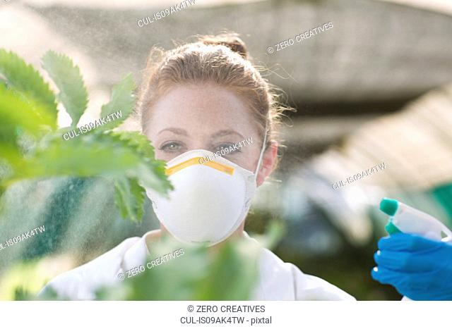 Female scientist spraying liquid onto plant in polytunnel