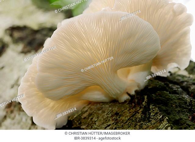 Indian Oyster, Lung Oyster or Pale Oyster (Pleurotus pulmonarius), North Rhine-Westphalia, Germany
