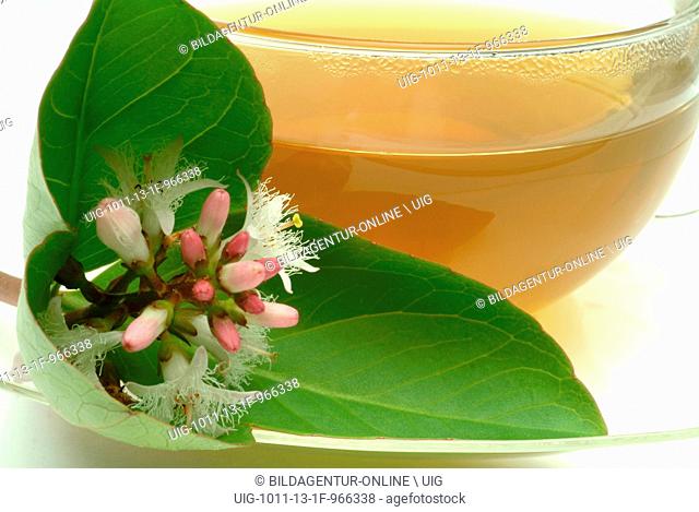Medicinal tea made of Backbean