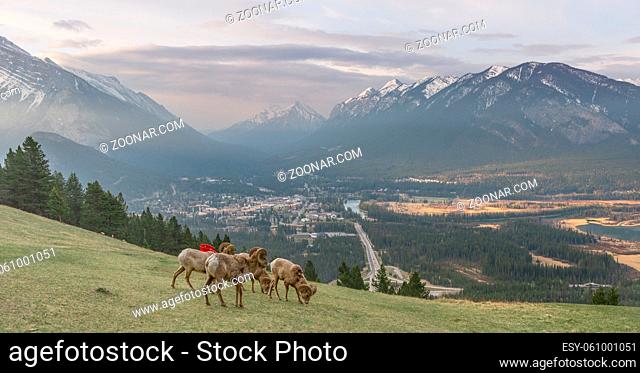view point of banff national park with sheep and charis, canada