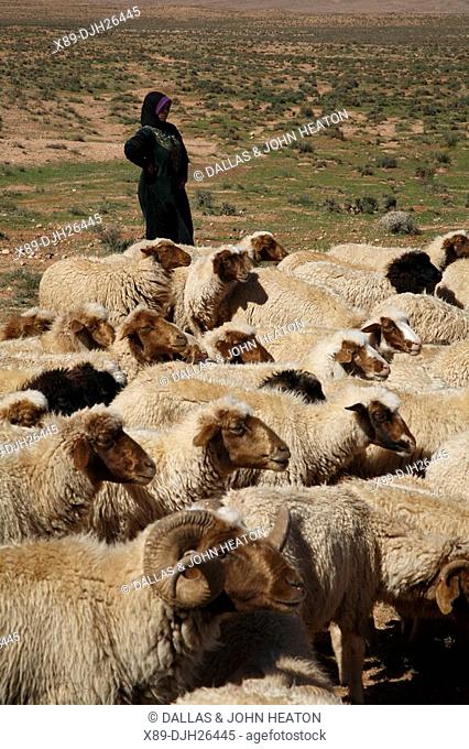 Africa, North Africa, Morocco, High Atlas Mountains, Dades Valley, Berber Woman Tending Sheep