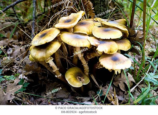 Mushrooms ( Armillaria mellea ). Spain