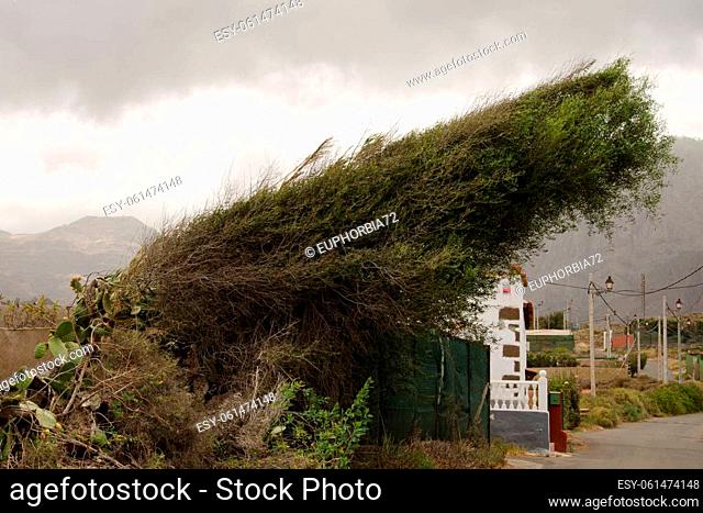 Olive Olea cerasiformis twisted by the wind. Troya. Agaete. Gran Canaria. Canary Islands. Spain