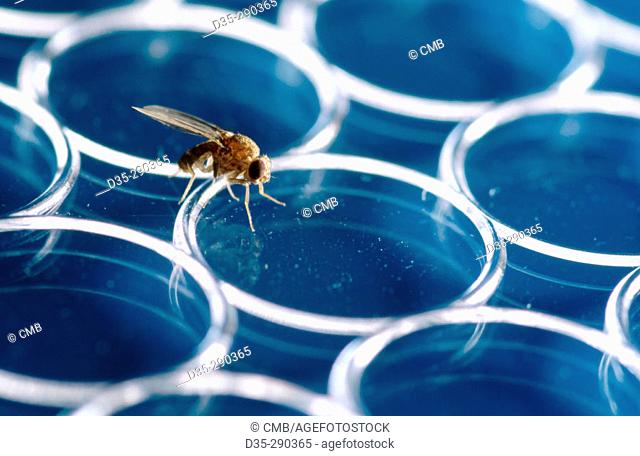 Fruit Fly (Drosophila melanogaster)