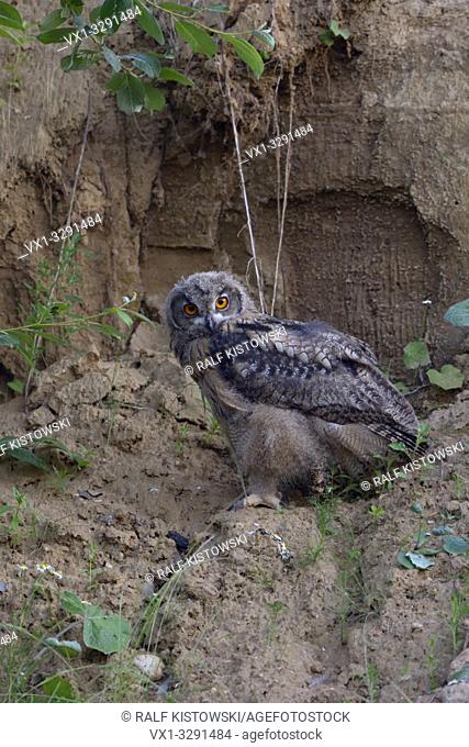 Eurasian Eagle Owl ( Bubo bubo ), young, sitting in the wall of a sand pit at dusk, late in the evening, wildlife, Europe