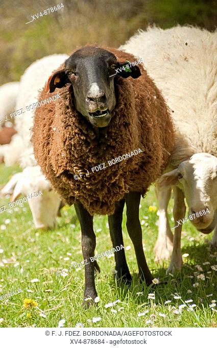 Sheep Pyrenees