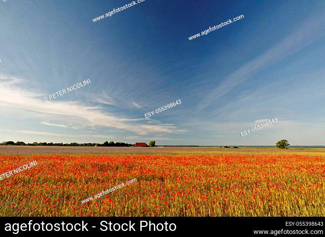 Landscape near Wustrow with a poppy field, viewing direction ""Saaler Bodden"", Baltic Sea, Peninsula Fischland-Darss-Zingst, Mecklenburg-Vorpommern, Germany