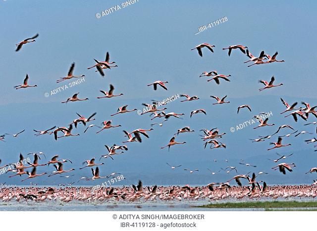 Lesser Flamingos (Phoenicopterus minor) flying, Lake Nakuru National Park, Kenya