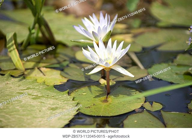 Mali, Dogan Country, Bandiagara Escarpment, Lake with Lotus plants Date: 08 04 2008 Ref: ZB573-112045-0015 COMPULSORY CREDIT: World Pictures/Photoshot
