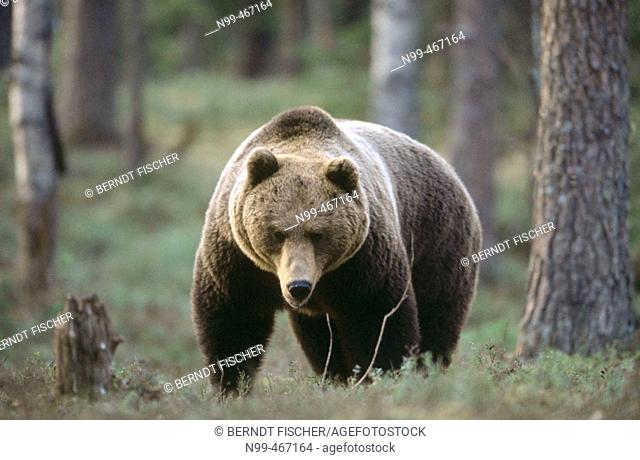 Brown bear (Ursus arctos). Spring. Standing in the pine forest of Carelia near the Russian border. Finland