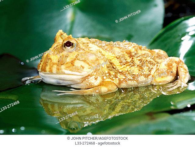 Albino Horned Frog (Ceratophrys cranwelli)