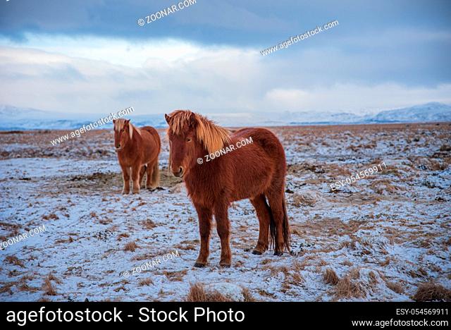 Two Icelandic horse in the frozen winter landscape of Iceland
