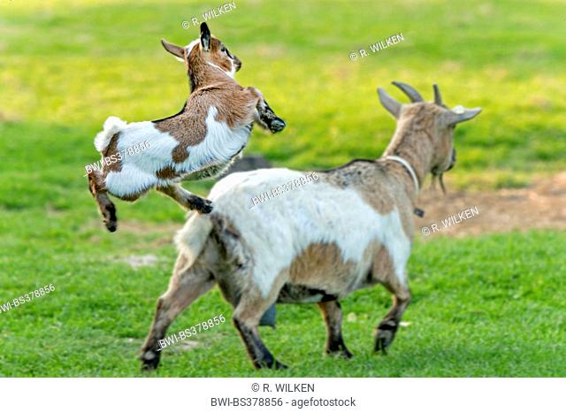 domestic goat (Capra hircus, Capra aegagrus f. hircus), coltish jumping goat kid, Germany, North Rhine-Westphalia