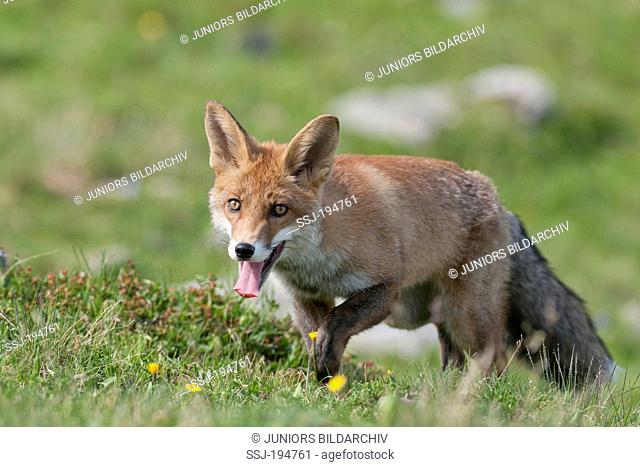 Red Fox (Vulpes vulpes). Adult walking on a mountain pasture. Tyrol, Austria