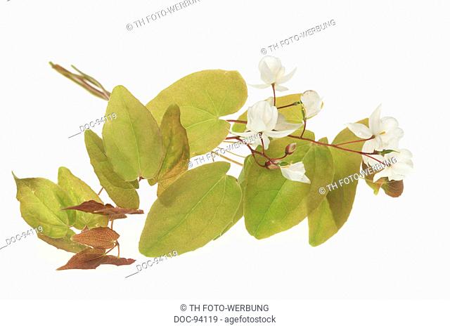 medicinal plant Barrenwort, Epimedium grandiflorum , macranthum , Yin Yang Huo