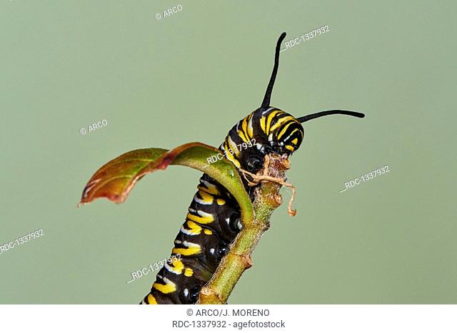 Caterpillar of the Monarch butterfly, Asclepia Curassavica, Monarch butterfly, Danaus plexippus, Benalmadena, Malaga province, Andalusia, Spain