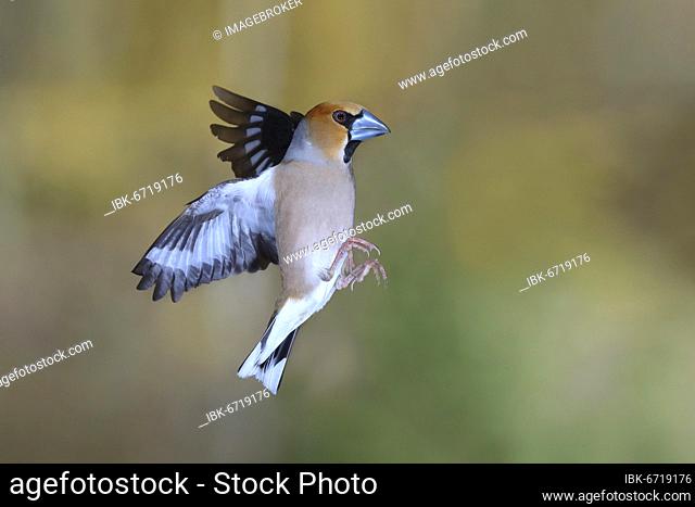 Hawfinch (Coccothraustes coccothraustes) in flight, Siegerland, North Rhine-Westphalia, Germany, Europe