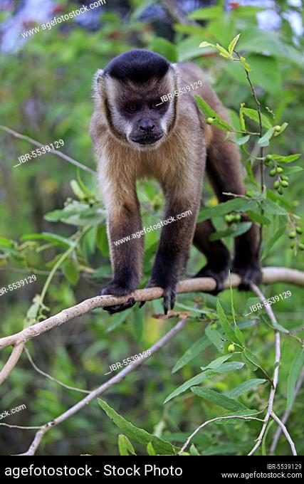 Tufted capuchin (Cebus apella), Pantanal, Mato Grosso, Brazil, South America