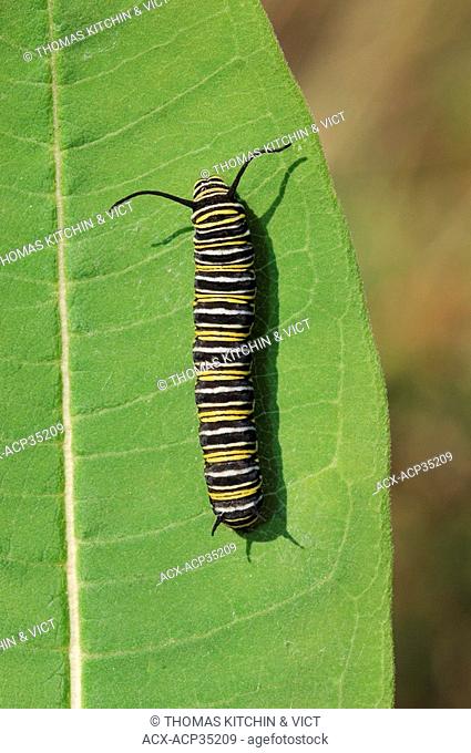 MONARCH BUTTERFLY Danaus plexippus 3rd Instar caterpillar on milikweed, summer, North America