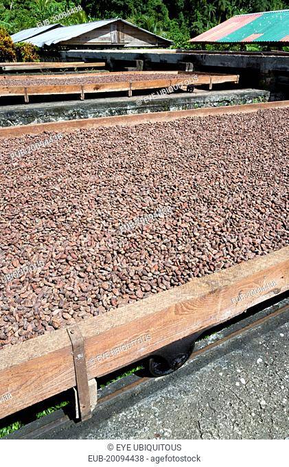 Cocoa beans drying in the sun on retractable racks under the drying sheds at Belmont Estate plantation