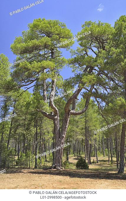 Big and old Pinus nigra, Austrian Pine, Las Majadas, Cuenca province, Spain