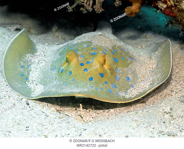 bluespotted ribbontail ray