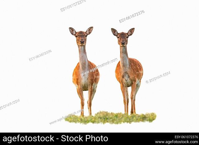 Cute fallow deer, dama dama, does watching camera isolated on white background. Two wild animals from front low angle view in nature cut out on blank